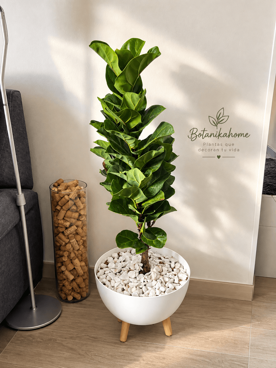 Ficus Bambino